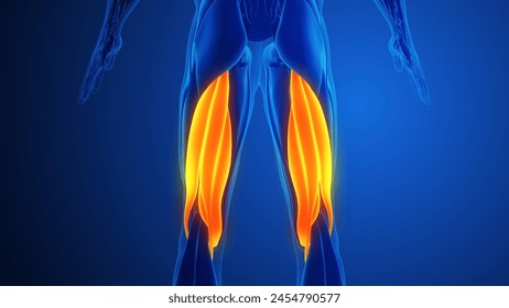 Hamstring Muscle Pain with blue background 3d illustration