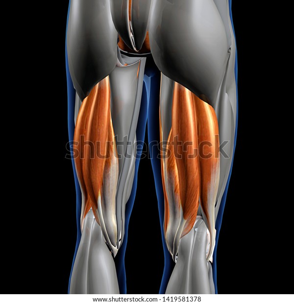Hamstring Muscles Isolated, 3D Rendering of\
Male Posterior on\
Black	\
