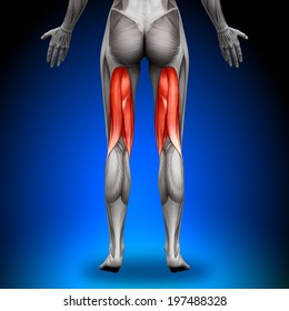 Hamstring Muscle Anatomy High Res Stock Images Shutterstock