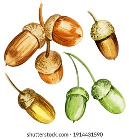 Hand Draw Watercolour Illustration Acorns, Oak Seeds, Multicolour Sketch, Green, Brown, Yellow And Orange Colour. Ideal For Fabrik, Packing Paper, School Autumn Card