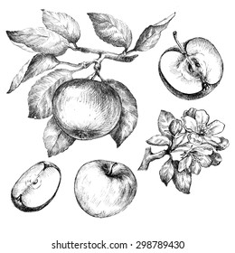 Hand Drawing Apples On Apple Tree Branch.
