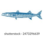 Hand drawing of Atlantic Barracuda fish isolated in white background