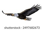 Hand drawing of Bald eagle flying isolated on transparent background