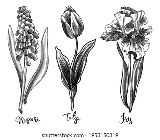 Hand drawing botany set. Vintage flowers. Muscari, Tulip and Iris. Black and white illustration in the style of engravings. Use for poster, print, textile, postcard, wedding