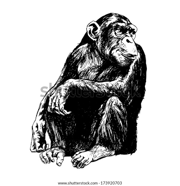 Hand Drawing Chimpanzees Vector Illustration Stock Illustration 173920703