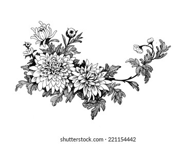 Hand Drawing Chrysanthemum Flower