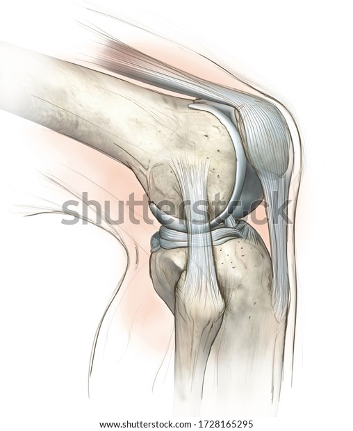 Hand drawing illustration showing human knee joint\
with femur, articular cartilage, meniscus, medial collateral\
ligament, articular cartilage, patella, kneeecap, fibula, tibia,\
quadriceps tendon
