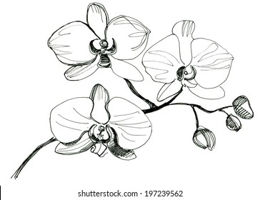 Hand Drawing Orchid Flower Sketch Stock Illustration 197239562 ...