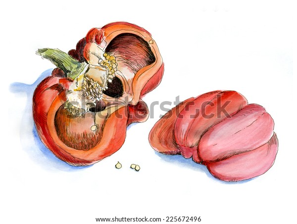 Hand Drawing Peppers Cut Half Watercolor Stock Illustration