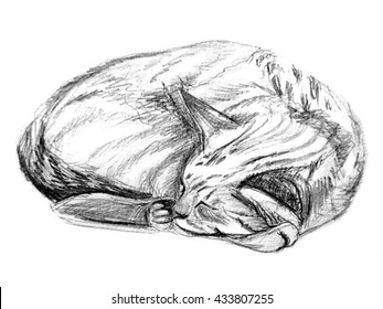 cat lying down drawing