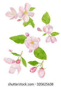 Botanical Apple Blossom Images Stock Photos Vectors Shutterstock