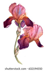 Hand Drawing Watercolor Iris