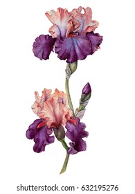 Hand drawing watercolor iris
