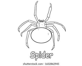 Hand drawings Spider  cute the white background  and text 