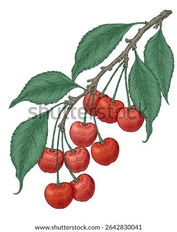 Hand - drawn style，Vintage style，Realism，Ornamental，Freshness