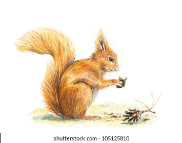 Hand Drawn Animals, Animals, Art, Drawing,  Illustration,  Squirrel, Wild Animals