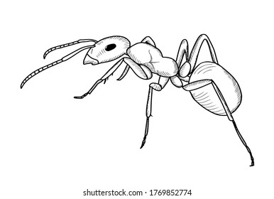 Hand Drawn Ant Sketch. Simple Style. 