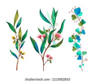 Hand Drawn Australian Native Eucalyptus Leaves And Flowering Gum Nuts. Red Eucalyptus Flowers