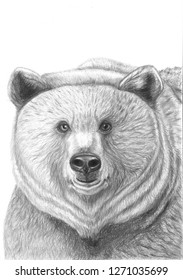 Hand drawn bear