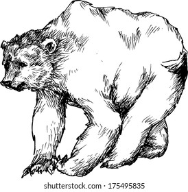 hand drawn bear