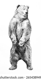 A Hand Drawn Bear Is Standing On Hind Legs And Facing Forward And Isolated On A White Background. This Wild Animal Sketch Is A Detailed Illustration Showing Sharp Claws And Shaggy Fur.