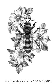 Hand drawn big bee decorated Dog-Roses isolated on white background. Pencil drawing monochrome honeybee among flowers. Elegant floral composition in vintage style, t-shirt design, tattoo art. 