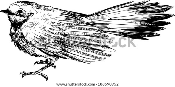 Hand Drawn Bird Stock Illustration 188590952