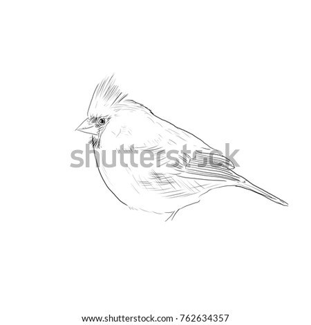 hand drawn bird scetch