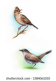 Hand Drawn Bird Set Illustration. Drawing Watercolor. Nightingale-bastard (cettia Cetti) Eurasian Lark Sings On A Branch