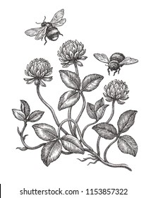 Hand drawn black and white illustration, clover blooming and bumble-bee.
