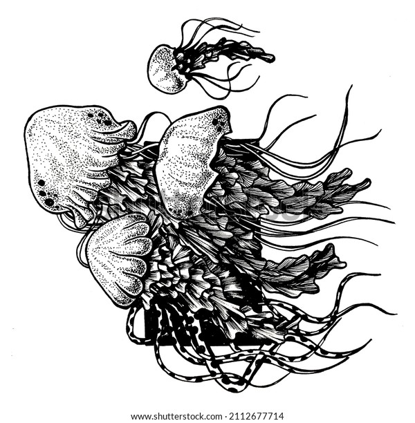 Hand Drawn Black White Jellyfish Illustration Stock Illustration ...