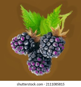 Hand Drawn Blackberry Mora On Dark Brown Background In Oil Painting Style