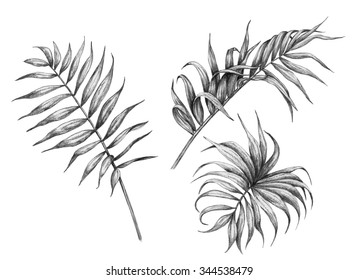 Hand Drawn Branches And Leaves Of Tropical Plants. 