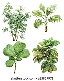 Hand Drawn  Branches And Leaves Of Tropical Plants. Watercolor Set Of Exotic Green Bushes And Small Trees Isolated On White Background.