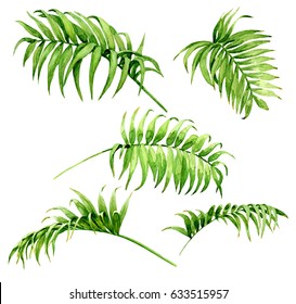 Hand Drawn Branches And Leaves Of Tropical Plants. Palm Fronds  Watercolor Sketch. Green Leaf Set  Isolated On White Background.