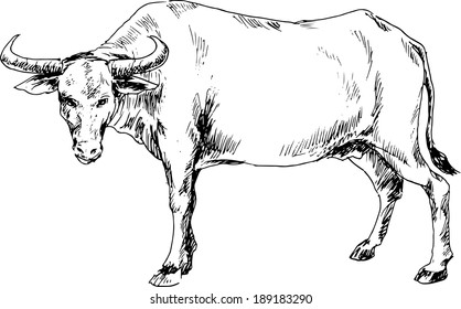 Hand Drawn Buffalo