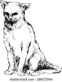 hand drawn cat