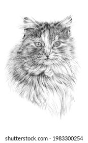 Hand drawn cat portrait, sketch graphics monochrome illustration on white background (originals, no tracing)