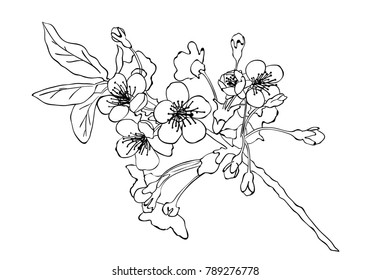 Cute Hand Drawn Isolated Sakura Branch Stock Vector (Royalty Free ...