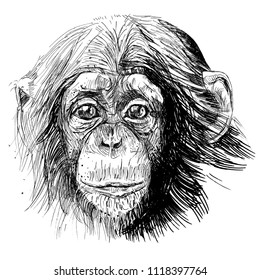 Hand Drawn Chimp Sketch. Chimpanzee Realistic Drawing