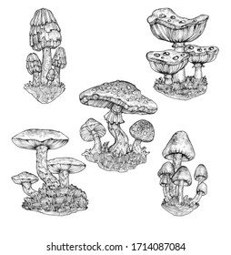 Hand drawn collection fantasy mushrooms illustrations  Nature ink drawings isolated white background 