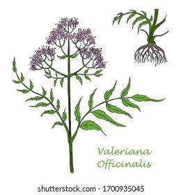Hand Drawn Colored Branch of Valerian with Root Isolated on the White Background. Herbal with Latin Name Valeriana Officinalis. Herbal Medicine Component with Wide Range of Application.