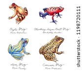 Hand drawn colored frog set with lettering. Poison and forest frogs.