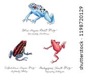 Hand drawn colored frog set with lettering. Poison and forest frogs.