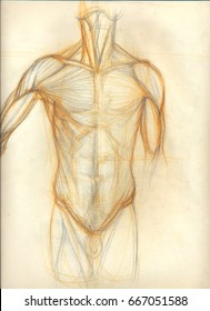 Hand drawn colored illustration of the torso muscles, original artistic anatomy graphic sketch over an obsolete paper with spots, front view