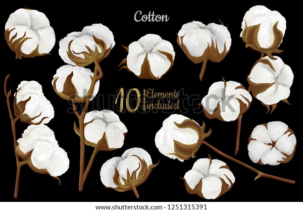 Hand Drawn Cotton Bolls Isolated Painting Stock Illustration