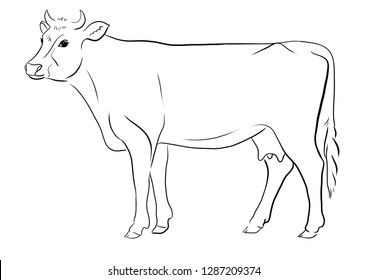 Hand Drawn Cow Line Vector Illustration Art.