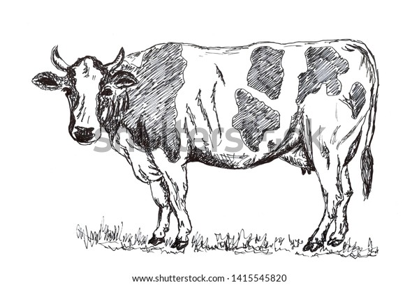 白黒の手描きの牛の鉛筆のイラスト のイラスト素材 Shutterstock