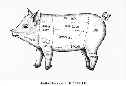 Hand drawn cut of pig