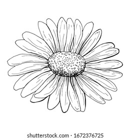 Hand Drawn Daisy Flower Sketch Stock Illustration 1672376725